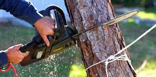 Best Tree Maintenance Programs  in Ada, OK