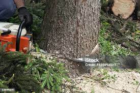 Best Fruit Tree Pruning  in Ada, OK