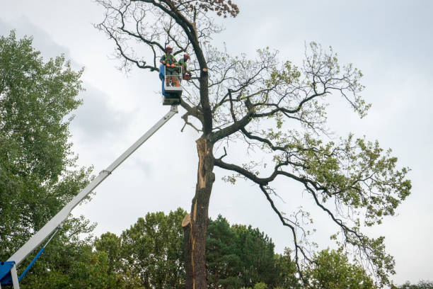 Best Root Management and Removal  in Ada, OK