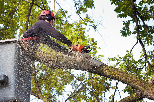 Best Lawn Pest Prevention  in Ada, OK